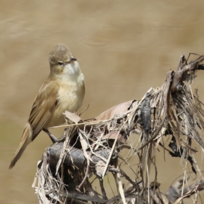 Acrocephalus australis (Australian Reed-Warbler) at Fyshwick, ACT - 11 Oct 2022 by RodDeb