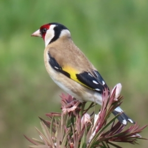 Carduelis carduelis at Fyshwick, ACT - 11 Oct 2022