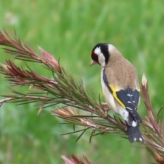 Carduelis carduelis at Fyshwick, ACT - 11 Oct 2022 11:46 AM