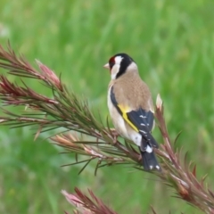 Carduelis carduelis at Fyshwick, ACT - 11 Oct 2022