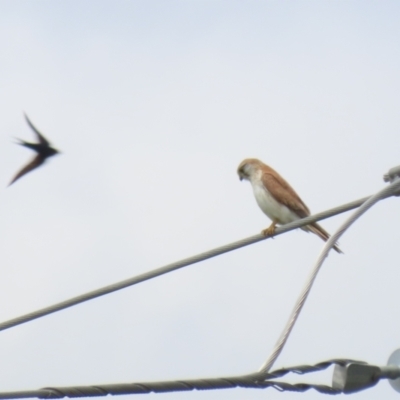 Falco cenchroides (Nankeen Kestrel) at Fyshwick, ACT - 11 Oct 2022 by RodDeb