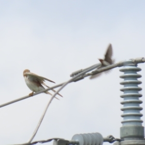 Falco cenchroides at Fyshwick, ACT - 11 Oct 2022