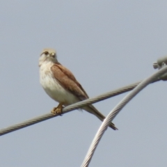 Falco cenchroides at Fyshwick, ACT - 11 Oct 2022