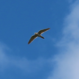 Falco cenchroides at Fyshwick, ACT - 11 Oct 2022