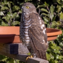 Tachyspiza cirrocephala (Collared Sparrowhawk) at Jerrabomberra, NSW - 16 Aug 2022 by MarkT