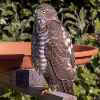 Tachyspiza cirrocephala (Collared Sparrowhawk) at Jerrabomberra, NSW - 16 Aug 2022 by MarkT