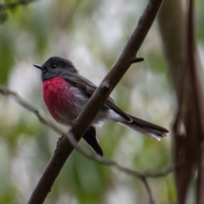 Petroica rosea (Rose Robin) at Paddys River, ACT - 12 Oct 2022 by SWishart