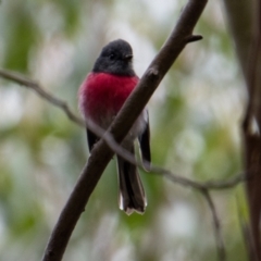 Petroica rosea at Paddys River, ACT - 12 Oct 2022