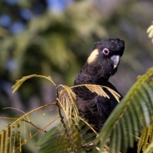 Zanda funerea at Jerrabomberra, NSW - 27 May 2022