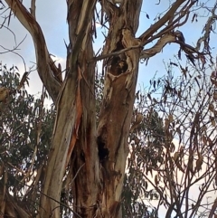 Callocephalon fimbriatum (Gang-gang Cockatoo) at Lyons, ACT - 6 Oct 2022 by Xrociel