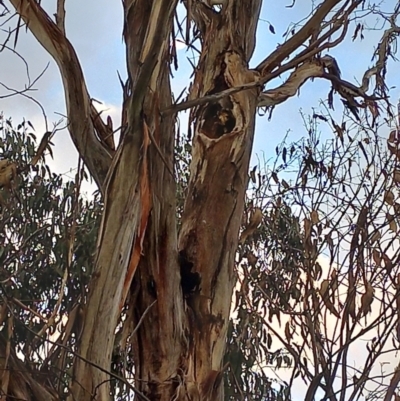 Callocephalon fimbriatum (Gang-gang Cockatoo) at Lyons, ACT - 6 Oct 2022 by Xrociel