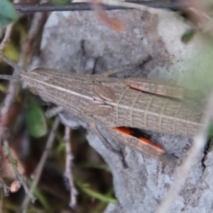 Goniaea sp. (genus) at Hughes, ACT - 11 Oct 2022