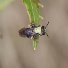 Lipotriches sp. (genus) (Halictid bee) at Mongarlowe, NSW - 12 Oct 2022 by LisaH