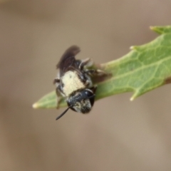 Lipotriches sp. (genus) at Mongarlowe, NSW - suppressed