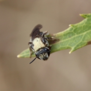 Lipotriches sp. (genus) at Mongarlowe, NSW - suppressed