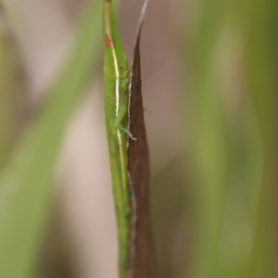 Psednura musgravei (Musgraves Psednura) at Mongarlowe, NSW - 12 Oct 2022 by LisaH