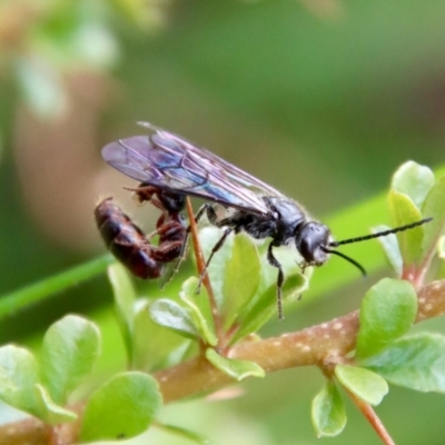 Tiphiidae (family) (Unidentified Smooth flower wasp) at Mongarlowe River - 12 Oct 2022 by LisaH