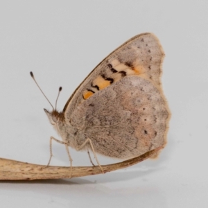 Junonia villida at Jerrabomberra, NSW - 7 Jul 2022