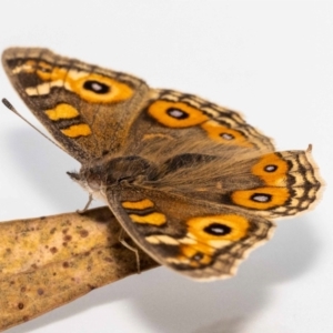 Junonia villida at Jerrabomberra, NSW - 7 Jul 2022