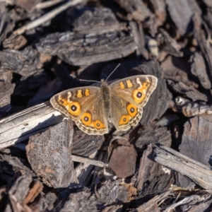 Junonia villida at Jerrabomberra, NSW - 7 Jul 2022