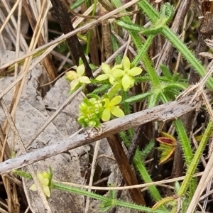 Galium gaudichaudii subsp. gaudichaudii at Fadden, ACT - 12 Oct 2022