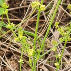 Galium gaudichaudii subsp. gaudichaudii at Fadden, ACT - 12 Oct 2022