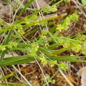 Galium gaudichaudii subsp. gaudichaudii at Fadden, ACT - 12 Oct 2022