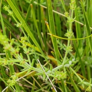 Galium gaudichaudii subsp. gaudichaudii at Fadden, ACT - 12 Oct 2022