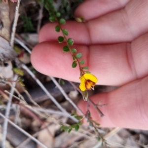 Bossiaea buxifolia at Bungendore, NSW - 12 Oct 2022