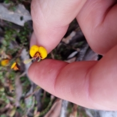 Bossiaea buxifolia at Bungendore, NSW - 12 Oct 2022