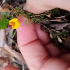 Bossiaea buxifolia at Bungendore, NSW - 12 Oct 2022 05:56 PM