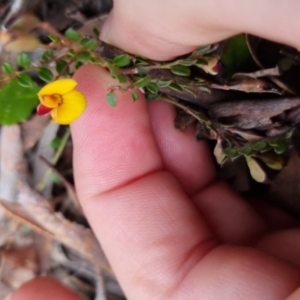 Bossiaea buxifolia at Bungendore, NSW - 12 Oct 2022