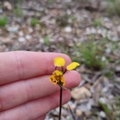 Diuris pardina (Leopard Doubletail) at Bungendore, NSW - 12 Oct 2022 by clarehoneydove