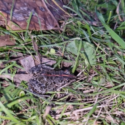 Limnodynastes tasmaniensis (Spotted Grass Frog) at Bungendore, NSW - 12 Oct 2022 by clarehoneydove