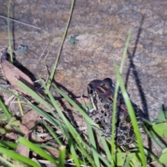 Limnodynastes tasmaniensis at Bungendore, NSW - 12 Oct 2022