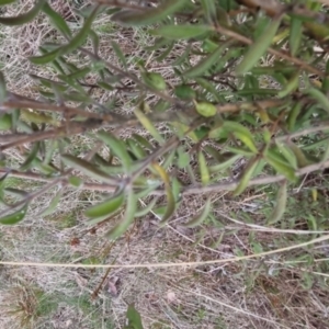 Persoonia rigida at Bungendore, NSW - 12 Oct 2022 06:28 PM