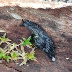 Helicarion cuvieri (A Semi-slug) at Namadgi National Park - 12 Oct 2022 by sangio7