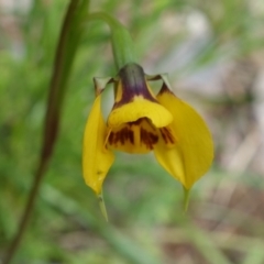 Diuris nigromontana at Acton, ACT - suppressed