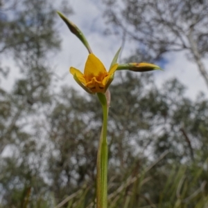 Diuris nigromontana at Acton, ACT - suppressed