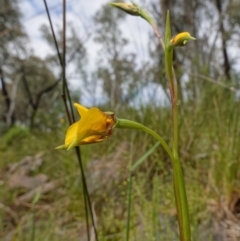 Diuris nigromontana at Acton, ACT - suppressed