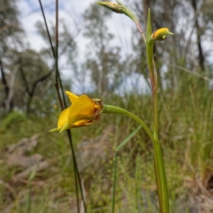 Diuris nigromontana at Acton, ACT - 9 Oct 2022