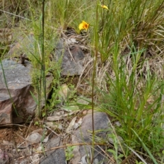 Diuris nigromontana at Acton, ACT - suppressed