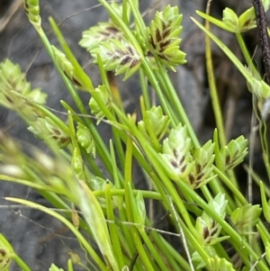 Isolepis levynsiana at Wollogorang, NSW - 12 Oct 2022