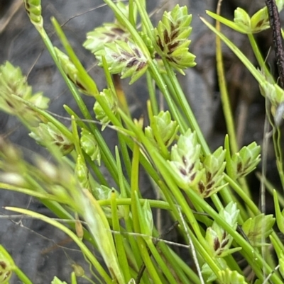 Isolepis levynsiana (Tiny Flat-sedge) at Wollogorang, NSW - 12 Oct 2022 by JaneR