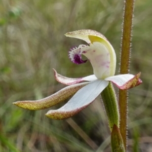 Caladenia moschata at Acton, ACT - suppressed