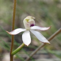 Caladenia moschata at Acton, ACT - suppressed