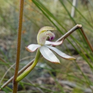 Caladenia moschata at Acton, ACT - suppressed