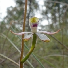 Caladenia moschata at Acton, ACT - suppressed