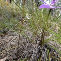 Caladenia moschata at Acton, ACT - suppressed