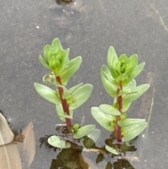 Lythrum hyssopifolia (Small Loosestrife) at Wollogorang, NSW - 12 Oct 2022 by JaneR